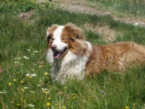 Taillefer-date (671)