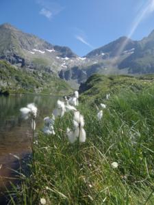 Taillefer-date (754)