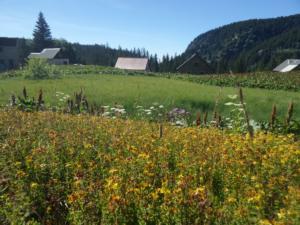 Taillefer-date (785)