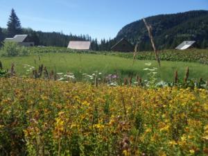 Taillefer-date (786)
