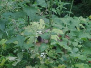 Taillefer-date (789)