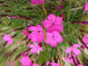 Taillefer-date (89)
