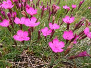 Taillefer-date (90)