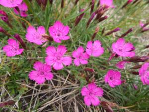 Taillefer-date (91)