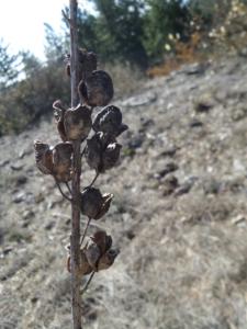 Buegue-date (21)