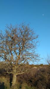 Buegue-date (262)