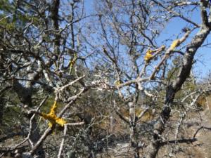 Buegue-date (28)