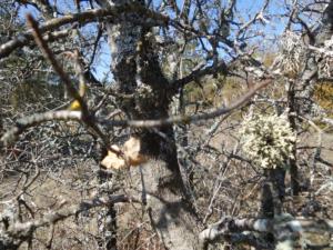 Buegue-date (31)