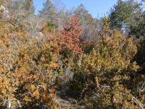 Buegue-date (32)