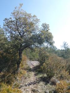 Buegue-date (33)