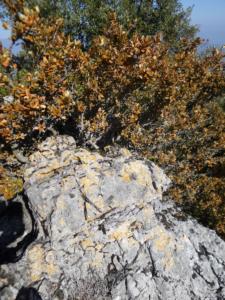 Buegue-date (44)
