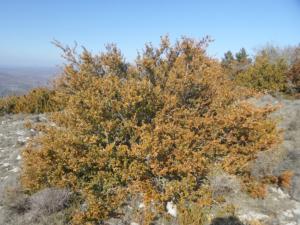 Buegue-date (5)