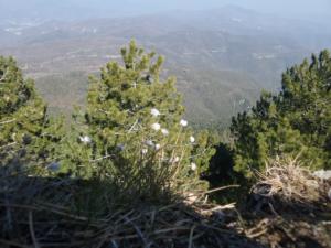Buegue-date (54)