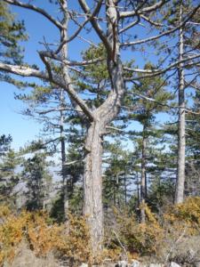 Buegue-date (6)