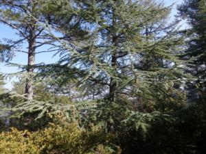 Buegue-date (63)