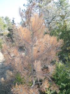 Buegue-date (7)
