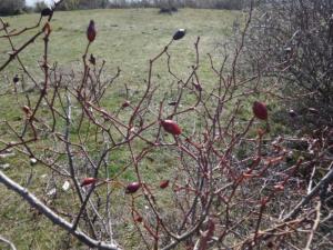 Buegue-date (83)