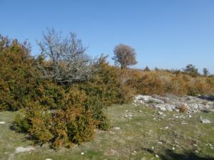 Buegue-date (85)