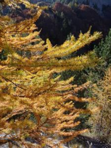 Chaudun-date (403)