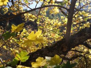Chaudun-date (41)