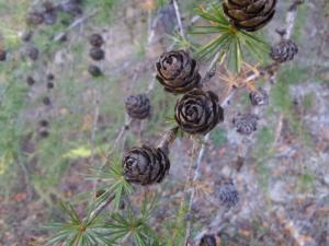 Chaudun-date (514)