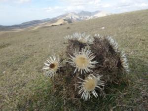 VercorsCerf-date (176)