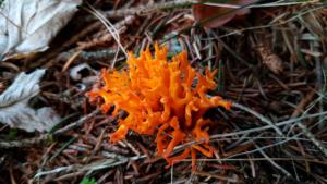 VercorsCerf-date (226)