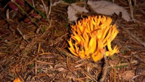 VercorsCerf-date (257)