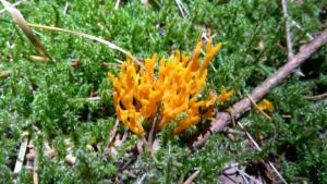 VercorsCerf-date (261)