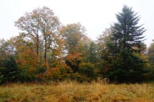 VercorsCerf-date (289)