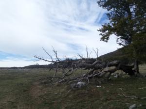 VercorsCerf-date (30)