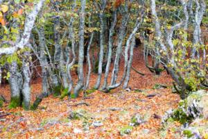 VercorsCerf-date (355)