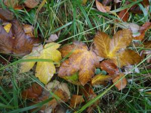 VercorsCerf-date (356)