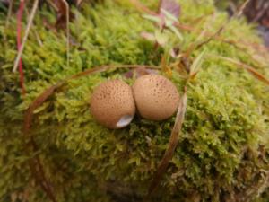 VercorsCerf-date (369)