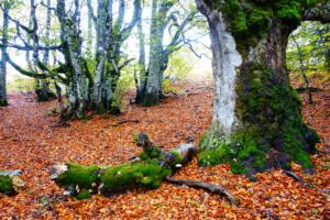 VercorsCerf-date (400)