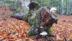 VercorsCerf-date (517)