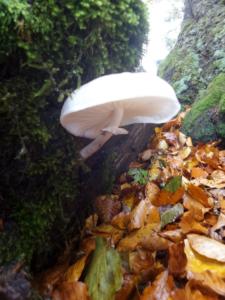 VercorsCerf-date (518)