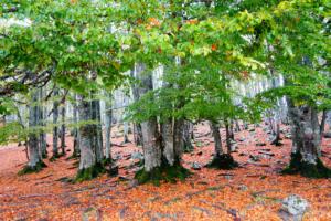 VercorsCerf-date (536)