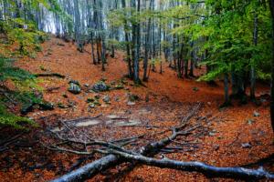 VercorsCerf-date (541)