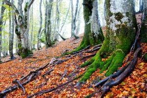 VercorsCerf-date (543)