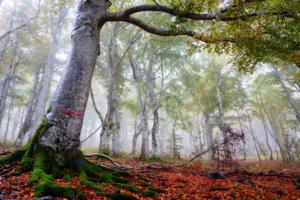 VercorsCerf-date (550)