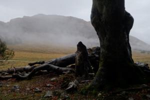 VercorsCerf-date (552)