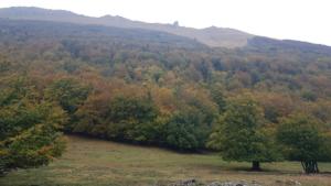 VercorsCerf-date (646)