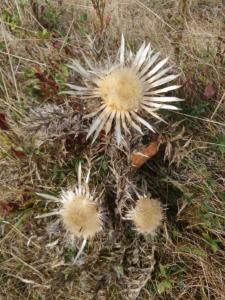 VercorsCerf-date (71)