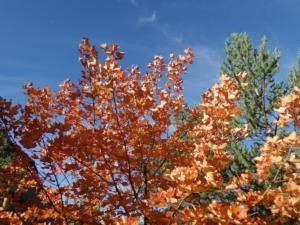 GrandCoyer-date (22)