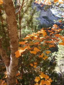 GrandCoyer-date (23)