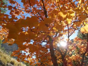 GrandCoyer-date (24)