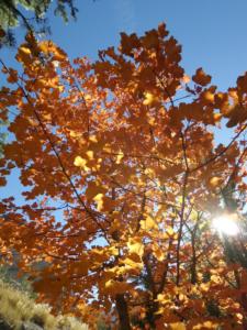 GrandCoyer-date (25)