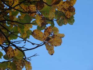 GrandCoyer-date (40)