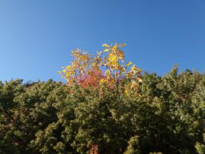 GrandCoyer-date (787)